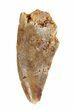 Serrated Raptor Tooth - Morocco #62182-1